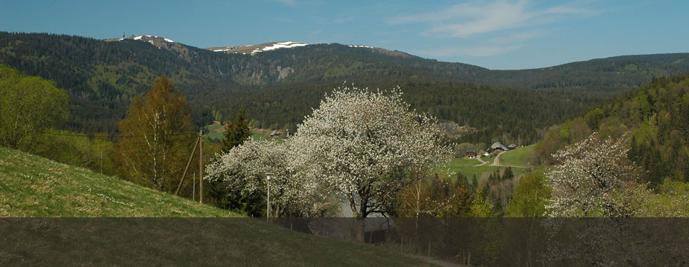 feldberg